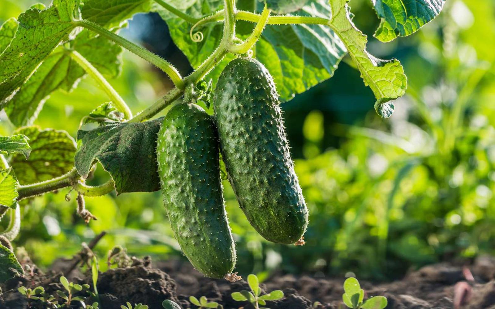 Old-world apothecary / heritage image